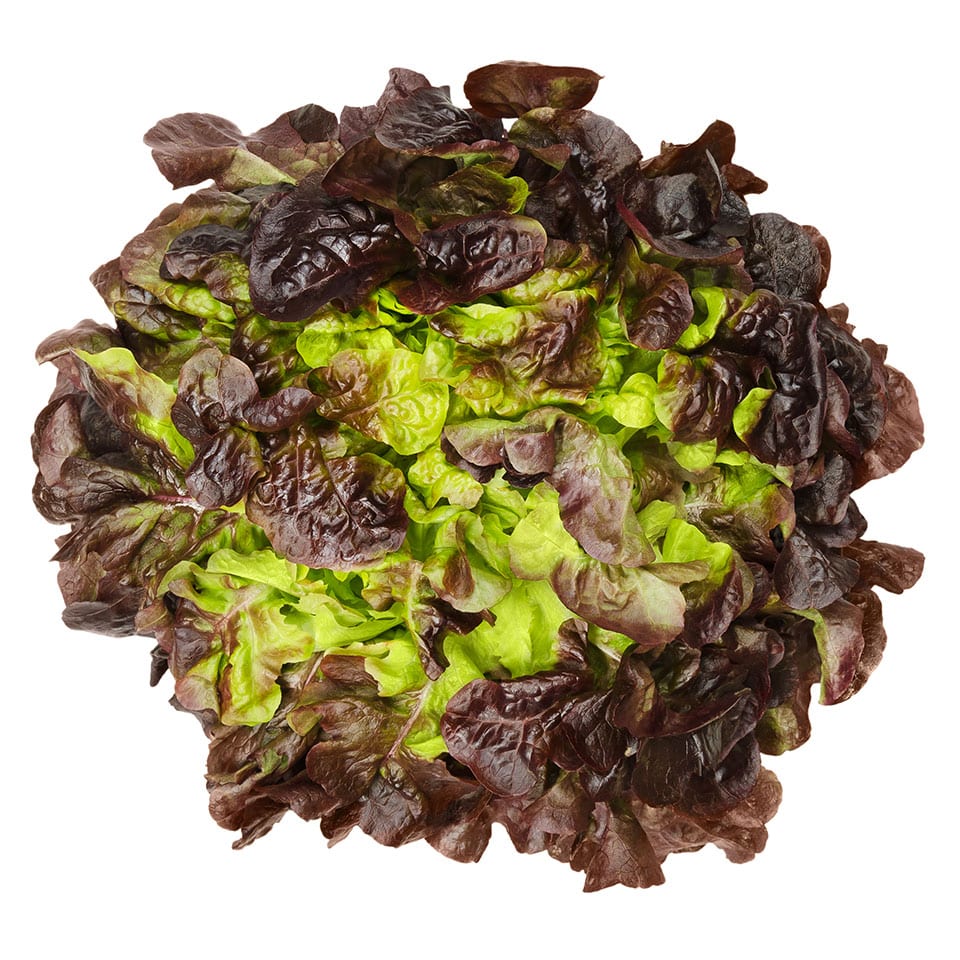 Lechuga hidropónica morada a domicilio