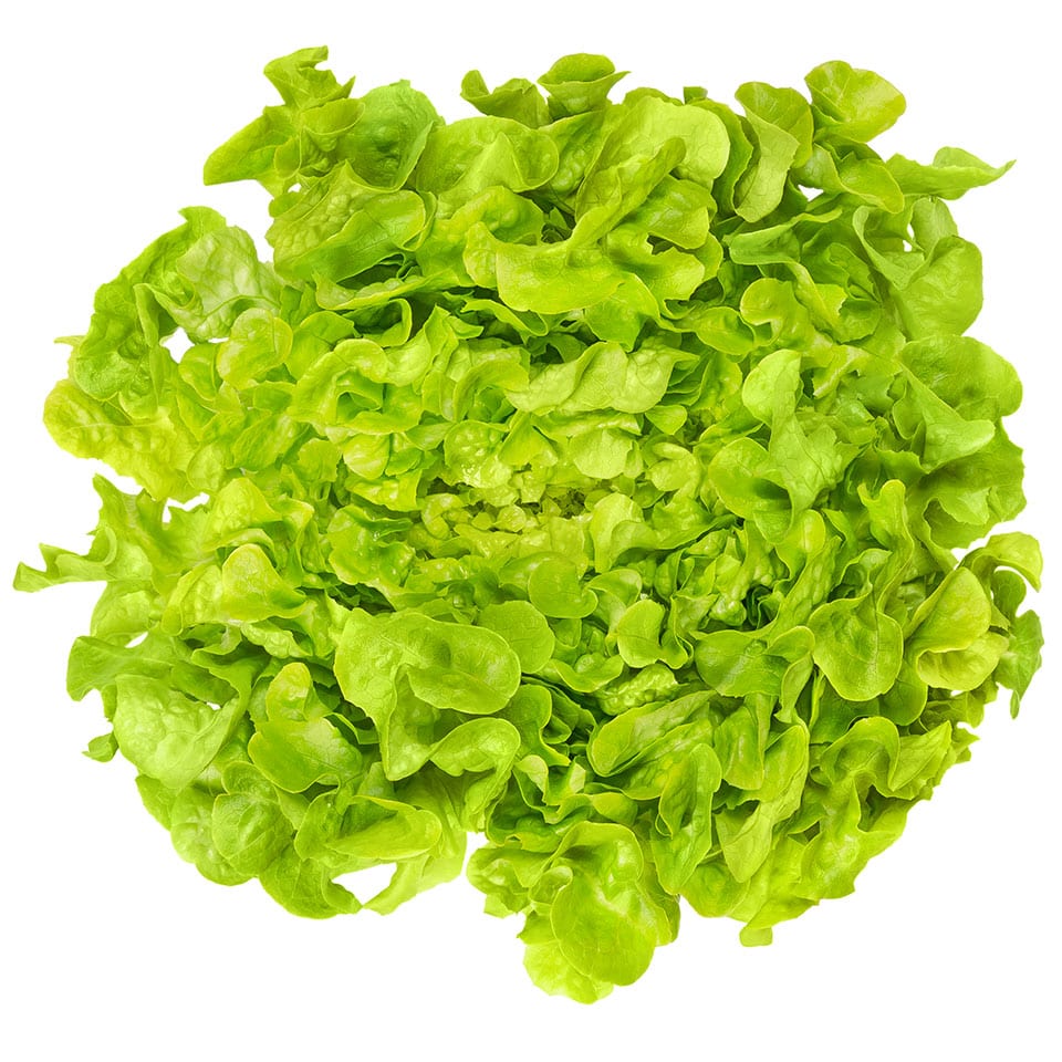 Lechuga hidropónica verde a domicilio